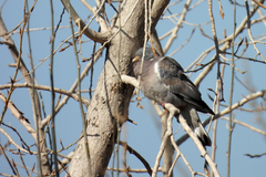 Columba palumbus
