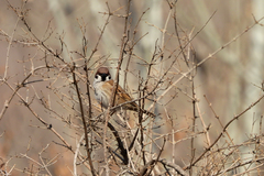 Passer montanus