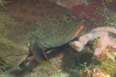 Mycteroperca venenosa