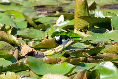 Motacilla alba alboides