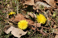Taraxacum officinale