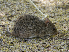 Sigmodon arizonae