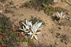 Colchicum