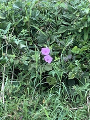 Ipomoea setifera