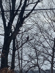 Haliaeetus leucocephalus