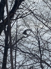 Haliaeetus leucocephalus