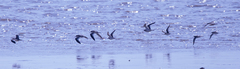 Calidris minuta