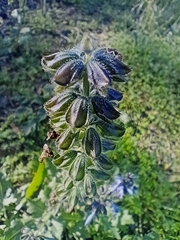 Salvia verbenaca image