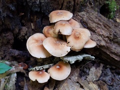 Marasmius cohaerens lachnophyllus