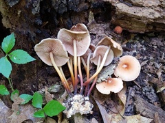 Marasmius cohaerens lachnophyllus