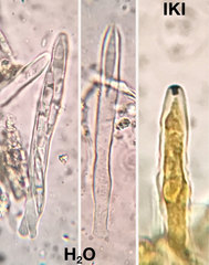 Lachnellula ellisiana