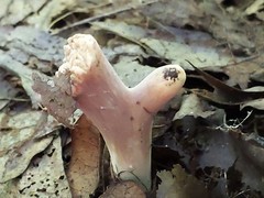 Clavariadelphus americanus