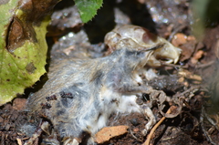 Iridomyrmex purpureus