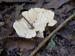 Hydnum subtilior