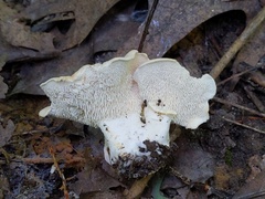 Hydnum subtilior