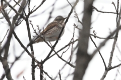 Turdus eunomus × naumanni