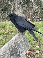 Corvus corone