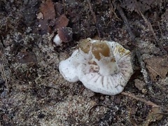 Hypomyces ochraceus