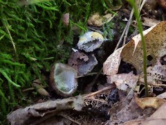 Hypomyces stephanomatis