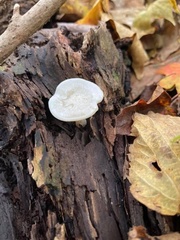 Ossicaulis lignatilis