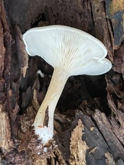 Ossicaulis lignatilis