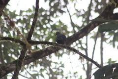 Patagioenas plumbea