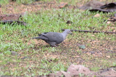 Patagioenas plumbea