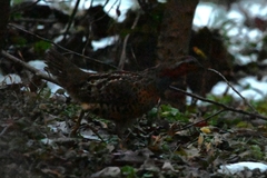 Bambusicola thoracicus