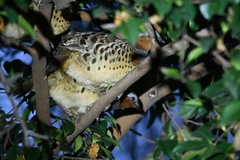 Bambusicola thoracicus