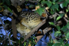 Bambusicola thoracicus