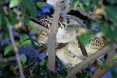 Bambusicola thoracicus