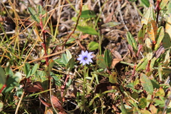 Gentiana aquatica pseudoaquatica