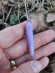 Crocus neapolitanus