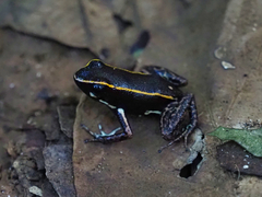 Phyllobates lugubris