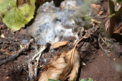 Iridomyrmex purpureus