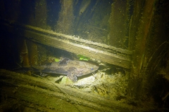 Oxyeleotris marmorata