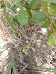 Paullinia pinnata