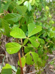 Paullinia pinnata