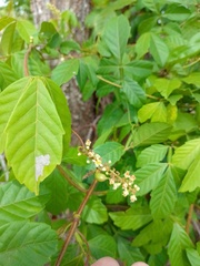 Paullinia pinnata
