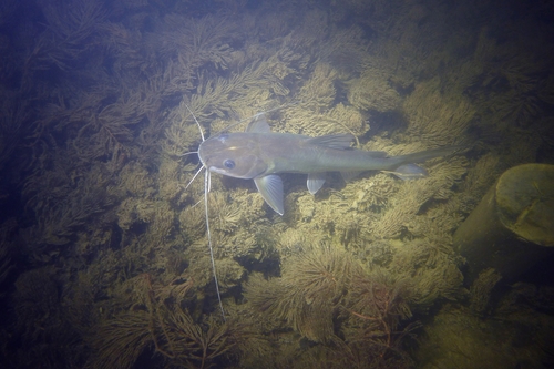 Spotfin bagrid (Hemibagrus spilopterus) — Bagridae