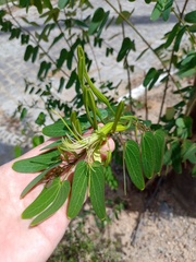 Bauhinia pentandra