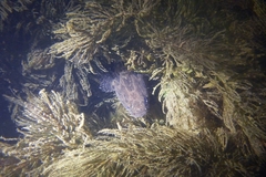 Oxyeleotris marmorata