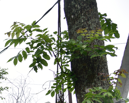 Image of Fraxinus mandshurica by (c) Fyodor Pudovikov, some rights reserved (CC BY)