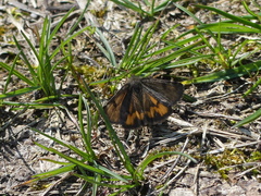 Archiearinae