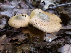 Inocybe corydalina