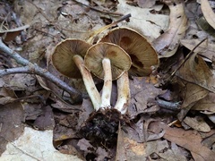 Inocybe corydalina
