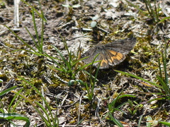 Archiearinae