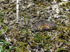 Archiearinae