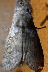 Calliteara pudibunda