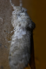 Calliteara pudibunda